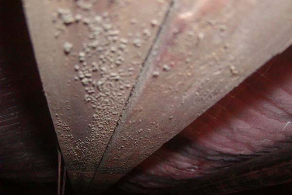 Mold in Homes